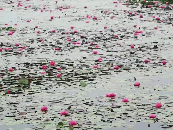 睡莲种植案例 